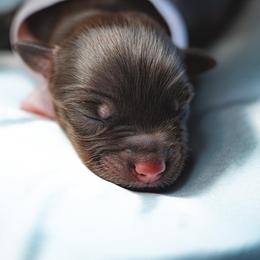 Girl 5 - Miniature Australian Shepherd puppy in Dayton, Texas from Salty LeBlanc Aussies