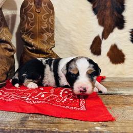 'Meg' - Blue merle female Australian Shepherd puppy in Durand, Wisconsin from Larson’s Legacy Aussome Aussie Kennels