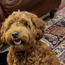 piper - Australian Labradoodle