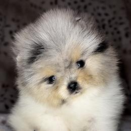 Pomeranian Puppies from Cascade Pomeranians