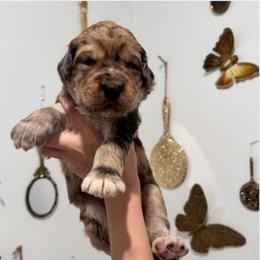 Neville Edwin - Merle-sable male Saint Berdoodle puppy in Mesa, Arizona from Desert Bohunk Doodles and Branded Bullies