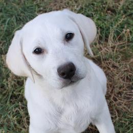 Labrador Retriever puppies from Badland Kennel