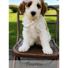 Beatrix - Parti female Goldendoodle puppy in State Road, North Carolina from Must Love Doodles