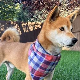 Fox - Shiba Inu