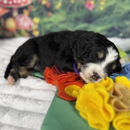 Bo Peep - Phantom female Bernedoodle puppy in Lake Panasoffkee, Florida from Donnas Deluxe Doodles LLC