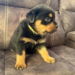 Freya - Black and tan female Rottweiler puppy in Newfoundland, Pennsylvania from Poconopaws
