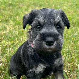 Girl 3 pink collar - Salt and pepper female Miniature Schnauzer puppy in Woodburn, Kentucky from Southern Kentucky Schnauzers