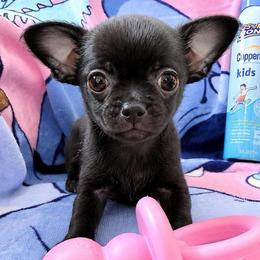 AKC Sofia - Black female Chihuahua puppy in Cincinnati, Ohio from Cincy Chis