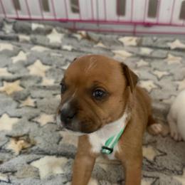 Jersey - Red female Staffordshire Bull Terrier puppy in Port Saint Lucie, Florida from Southern Staffies