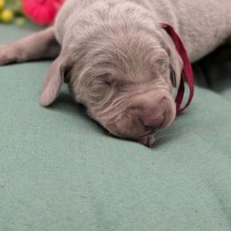 Calhoun - Silver gray male Weimaraner puppy in Evart, Michigan from Drehbar Weimaraners