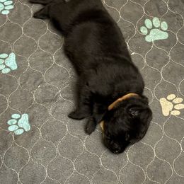Brown collar - Black male German Shepherd puppy in Centralia, Illinois from Janices AKC German Sheperds LLC