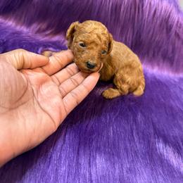 Chestnut - Red  male Poodle puppy in Texas from Zoway's Poodles