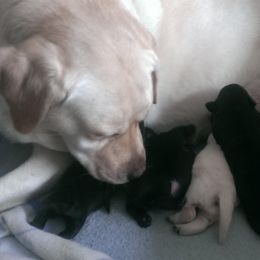Labrador Retriever Puppies from Beach Bum Labradors