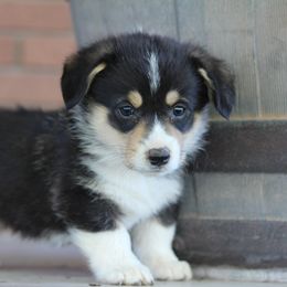 Girl 3 - American Corgi puppy in Utah from Hallows Corgis