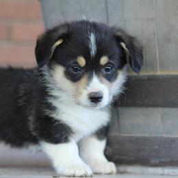 Girl 3 - American Corgi puppy in Utah from Hallows Corgis