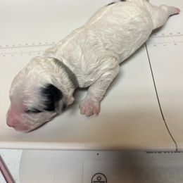 Norman - Black and white male Bernedoodle puppy in Waco, Texas from Doodles of Your Dreams (formerly Texana Doodles)