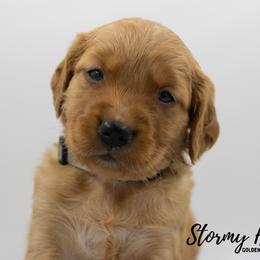 Golden Retriever Puppies from Stormy Hill Golden Retrievers