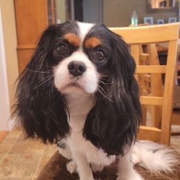 Jameson - Cavalier King Charles Spaniel
