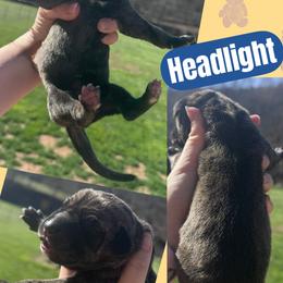 HEADLIGHT - Brindle male Great Dane puppy in Wellsville, New York from Prophecy Danes