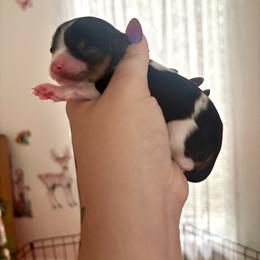 Girl 1 - Black female Poodle puppy in Merigold, Mississippi from C & C Doodles and Poodles