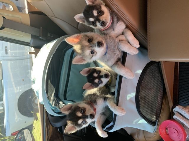 Regal alaskan hot sale klee kai