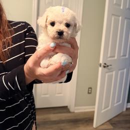 Blue Boy - White male Bichon Frise puppy in Hampstead, North Carolina from Bichons Of Hampstead