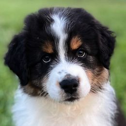 Boy 1 - Black Australian Shepherd puppy in Jonesborough, Tennessee from Lotus Australian Shepherds