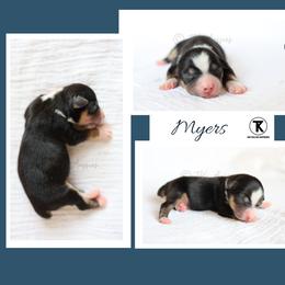 Myers- BTM1 - Black tri male Toy Australian Shepherd puppy in Nacogdoches, Texas from TK Standard, Mini, & Toy Aussies