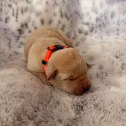 Orange collar - Yellow female Labrador Retriever puppy in Tekonsha, Michigan from Asher Acres Labs
