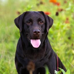 Labrador Retriever puppies from Puzzles Labradors
