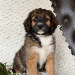 Claire- Has Videos - Sable female Aussiedoodle puppy in Troy, South Carolina from Lana Corley- Australian Shepherds of 3/W Farms