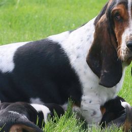 Basset Hounds from Angus Acres Basset Hounds