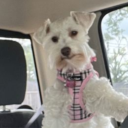 Hanna - Miniature Schnauzer