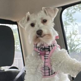 Hanna - Miniature Schnauzer