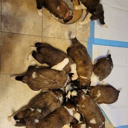 Saint Bernard Puppies from Middle Georgia Saints