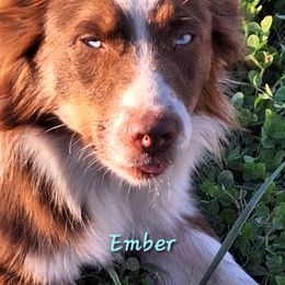 Ember - Australian Shepherd
