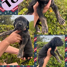 TOTO - Black female Great Dane puppy in Wellsville, New York from Prophecy Danes