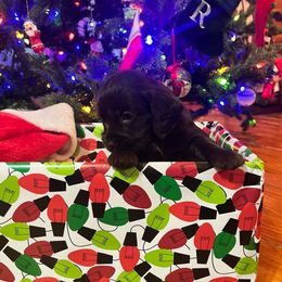 Blaize - Blue Collar - Brown male Boykin Spaniel puppy in Hurtsboro, Alabama from PARK’s Family Farm