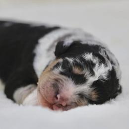 Assorted Doodle Crosses and Bernedoodles from Rock N Roll Doodles