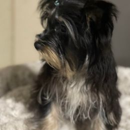 QC - Yorkshire Terrier