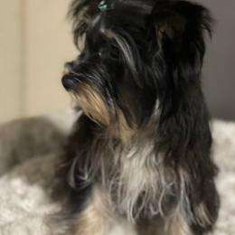 QC - Yorkshire Terrier