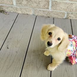 Dachshund Puppies from Queen City Dachshunds