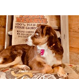 Ruby - Australian Shepherd