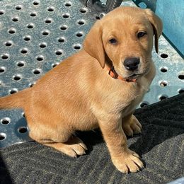 Labrador Retrievers from Embarras River Retrievers-Labradors