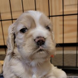 Cocker Spaniel Puppies from Kellie's Cocker Spaniels