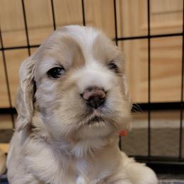 Cocker Spaniel Puppies from Kellie's Cocker Spaniels