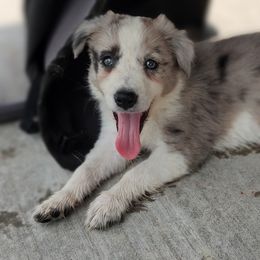 Border Collie Puppies from Bond Border Collies