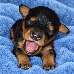 Lavit - Black and tan male Cavapoo puppy in Lebanon, Kentucky from Mosaic Merle Doodles