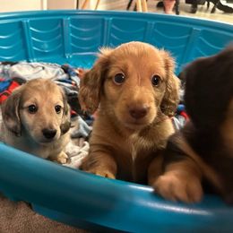 Dachshund Puppies from Hetu's Dachshunds