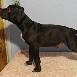Puppy 7 Severus - Black American Bully puppy in Phoenix, Arizona from Superstes Guard